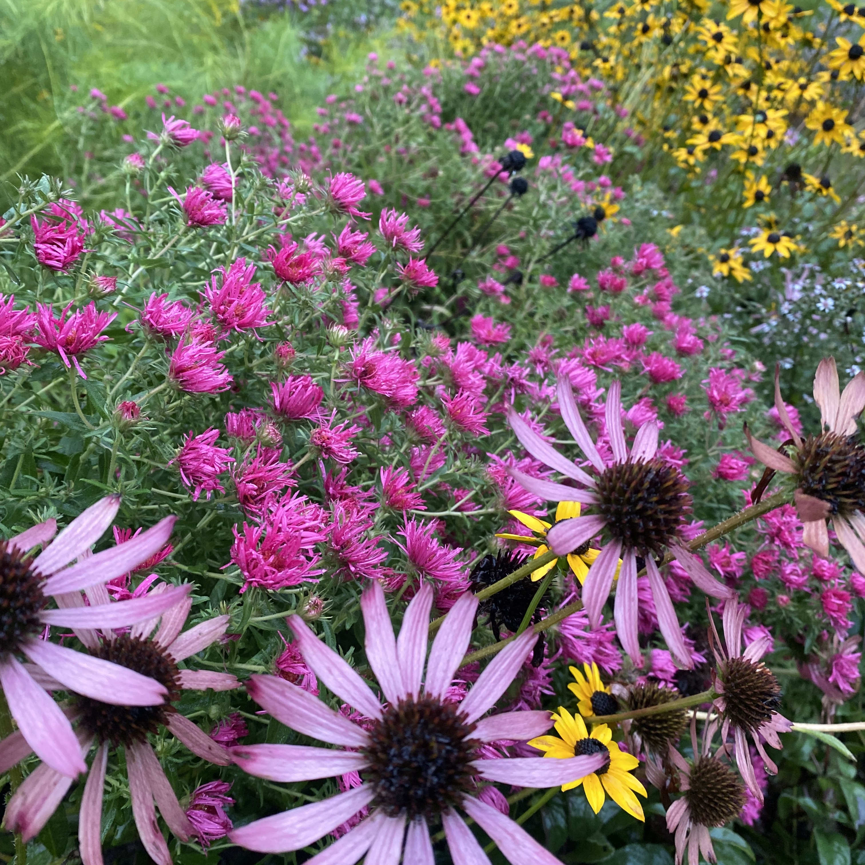 WCT's Native Plant Sale - logo