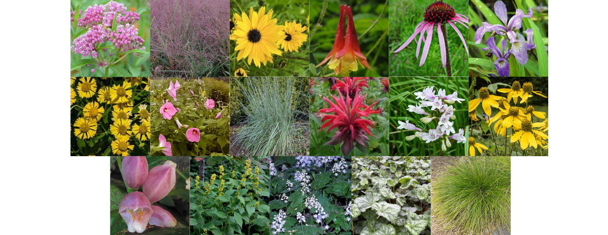 WCT's Native Plant Sale